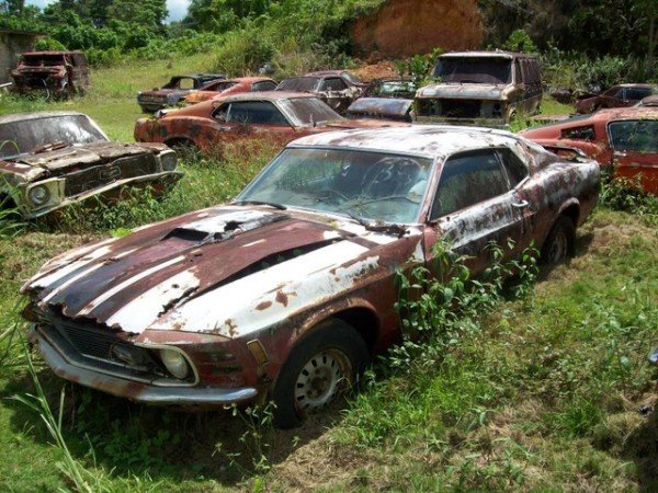 Porto Riko’daki Mustang’ler